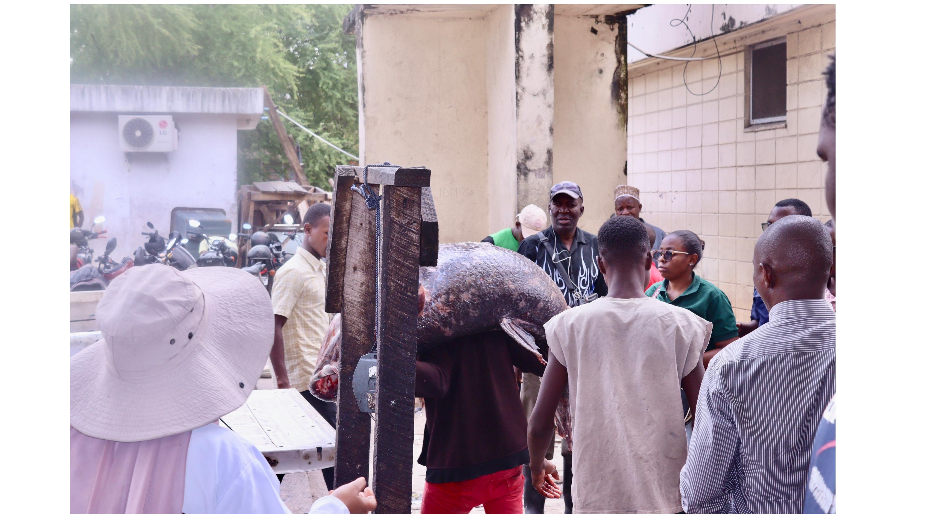 SAMAKI AINA YA SILIKANTI AVULIWA BAHARI YA DAR ES SALAAM