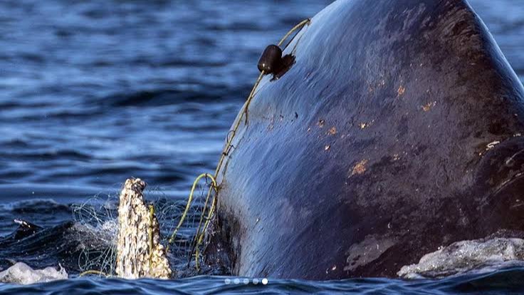 TIMU YA WAFANYAKAZI WA MBREMP YAFANYA UOKOZI WA NYANGUMI (HUMPBACK WALE)  KATIKA KIJIJI CHA MSANGA MKUU